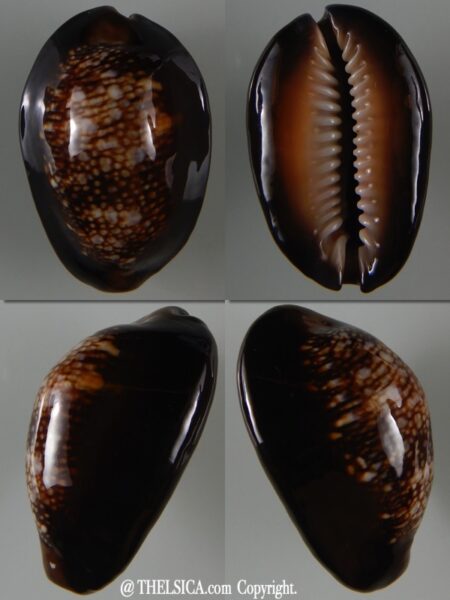 Monetaria caputserpentis ..Giant... 43,05 mm Gem-0