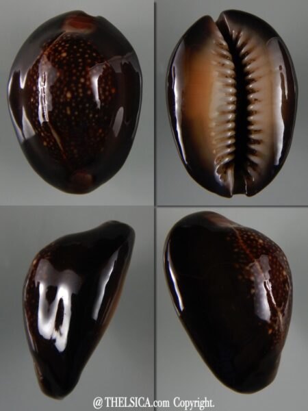 Monetaria caputserpentis ...38,60 mm Gem-0