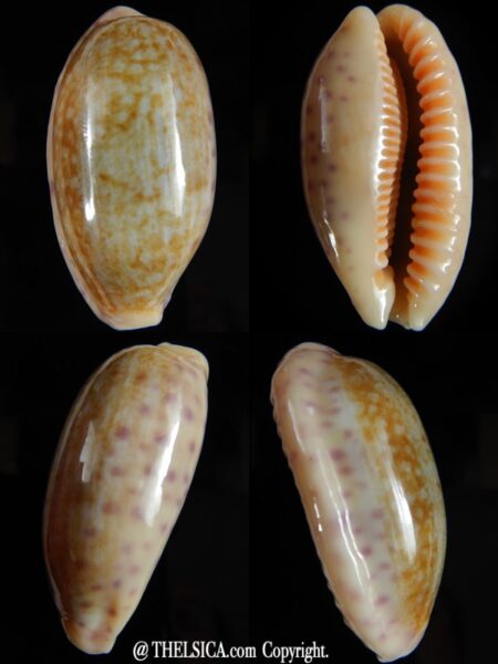 Ovatipsa chinensis chinensis ..GIANT ... 52,46 mm Gem-0