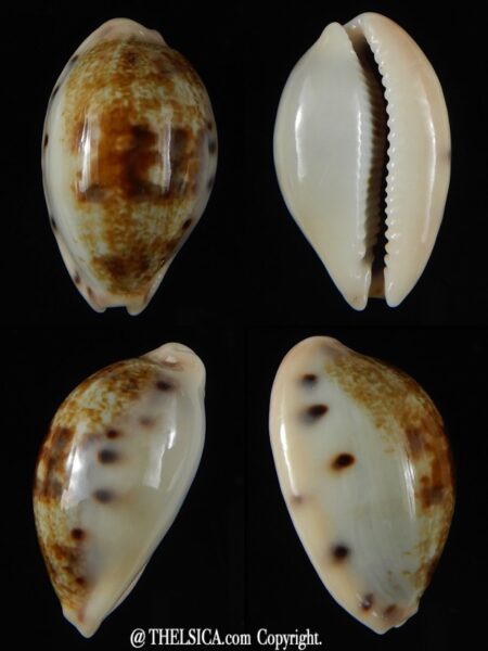 Talostolida pellucens polynesiana 25,96 mm Gem-0