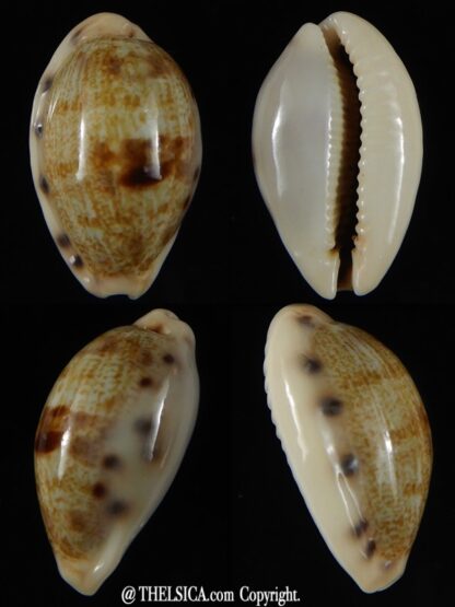 Talostolida pellucens polynesiana 25,98 mm Gem-0