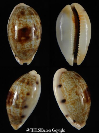 Talostolida pellucens polynesiana 28,24 mm Gem -0