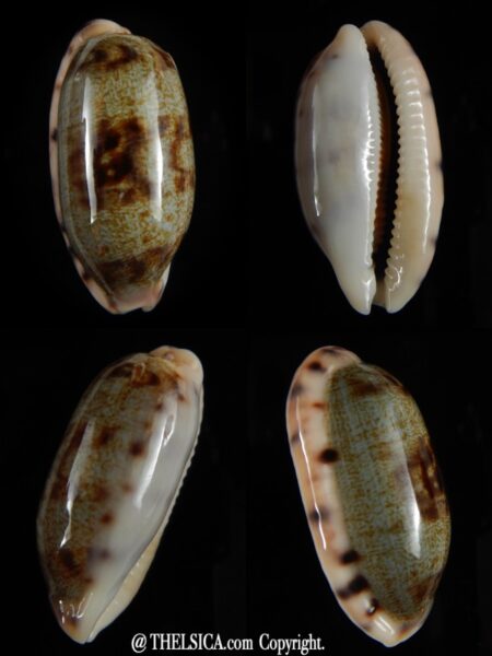 Talostolida teres teres... Big size ... 39,40 mm Gem-0