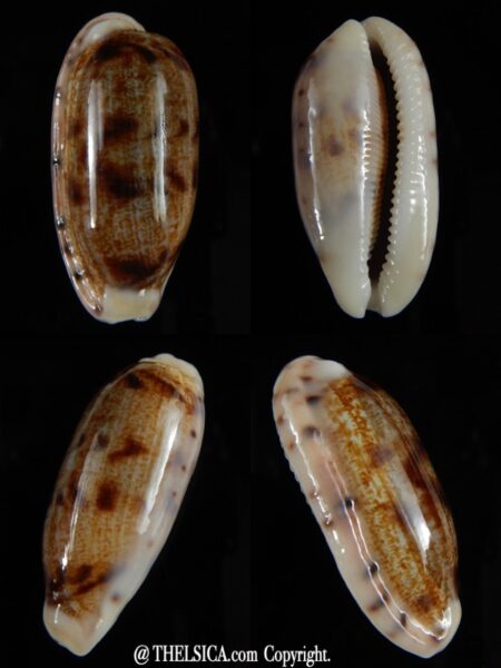 Talostolida teres teres... Big size ... 41,38 mm Gem-0