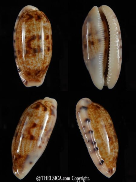 Talostolida teres teres... Big size ... 42,46 mm Gem-0