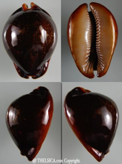 Trona stercoraria stercoraria... Rusty ... 61,52 mm Gem -0