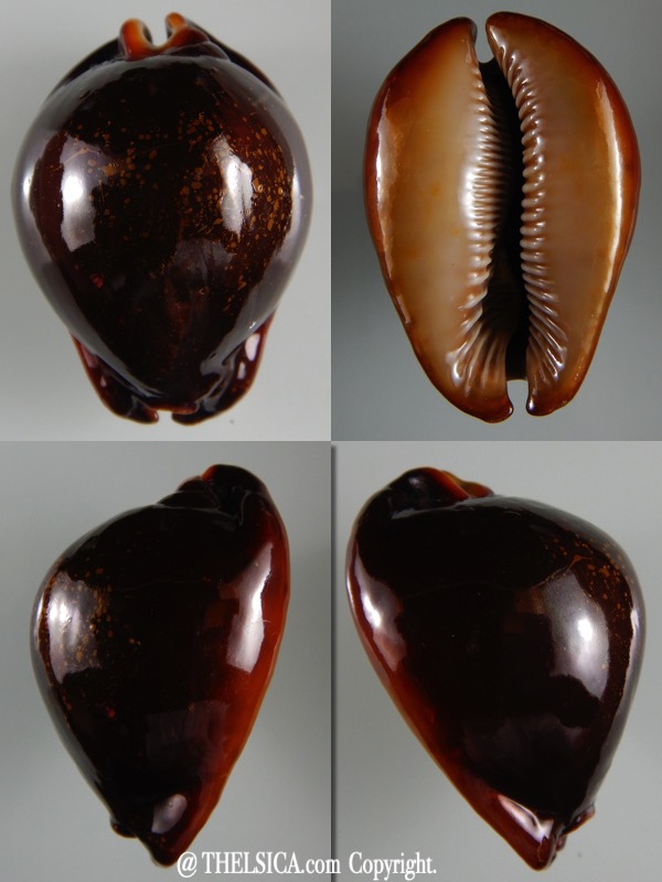 Trona stercoraria stercoraria... Rusty ... 61,52 mm Gem -0