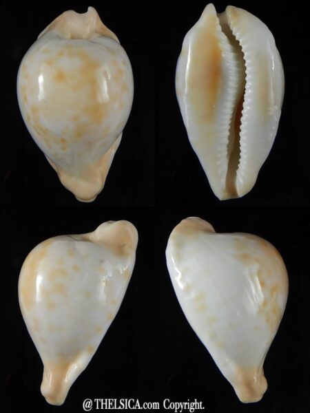 Umbilia capricornica capricornica ...62,50 mm F+++/Gem-0