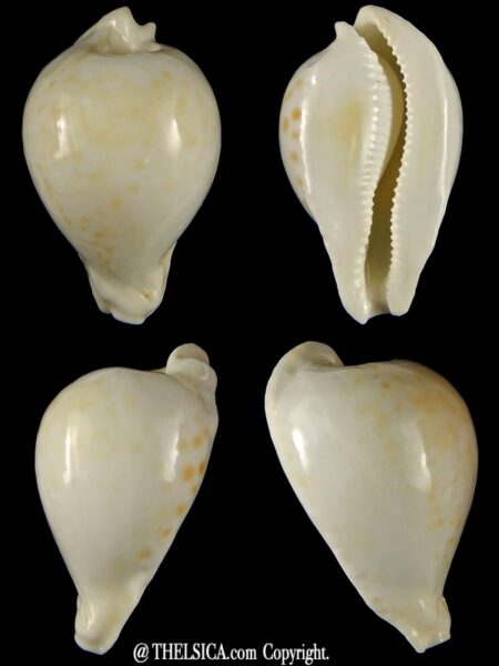 Umbilia capricornica capricornica ...66,40 mm Gem-0