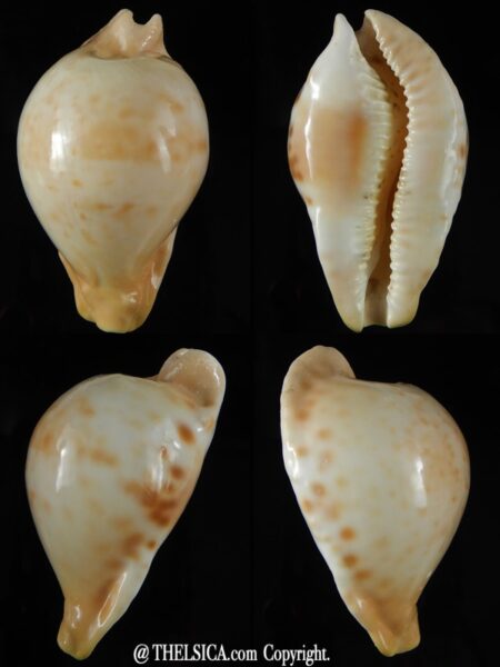 Umbilia capricornica capricornica ...67,05 mm F+++/Gem-0