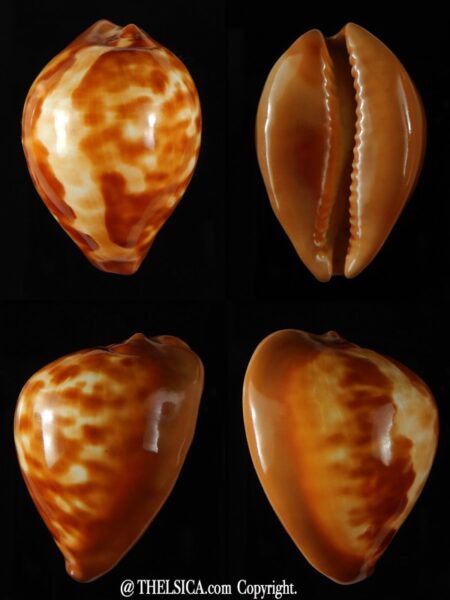 Zoila decipiens..GOLD... 46,83 mm Gem-0