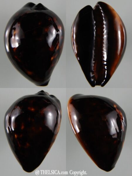 Zoila decipiens " BLACK " ... 47,50 mm Gem-0