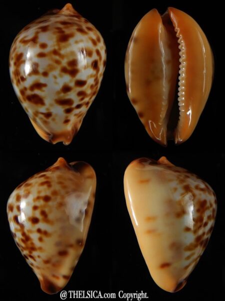 Zoila eludens stricklandi 38,86 mm Gem -0