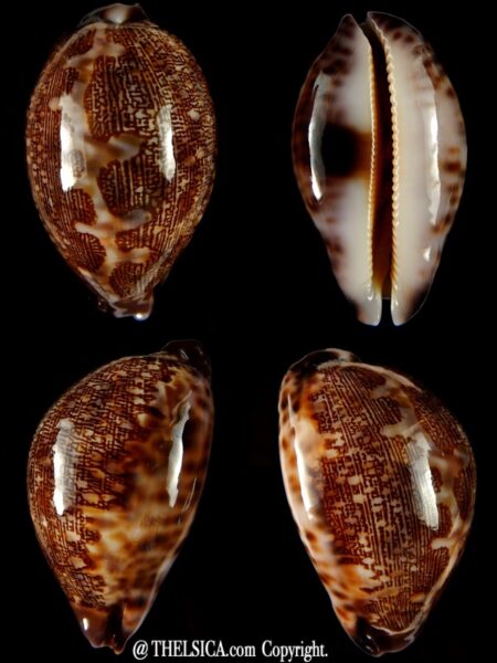 Leporicypraea mappa admirabilis.. TOP Colour .. 65,90 mm Gem -0