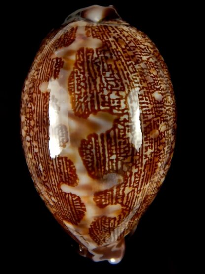 Leporicypraea mappa admirabilis.. TOP Colour .. 65,90 mm Gem -53845