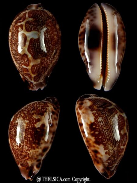 Leporicypraea mappa admirabilis.. TOP Colour .. 64,25 mm Gem-0