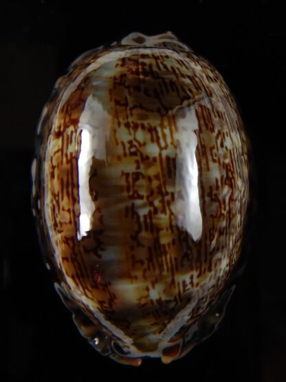 Mauritia arabica arabica 52,63 mm Gem -54145