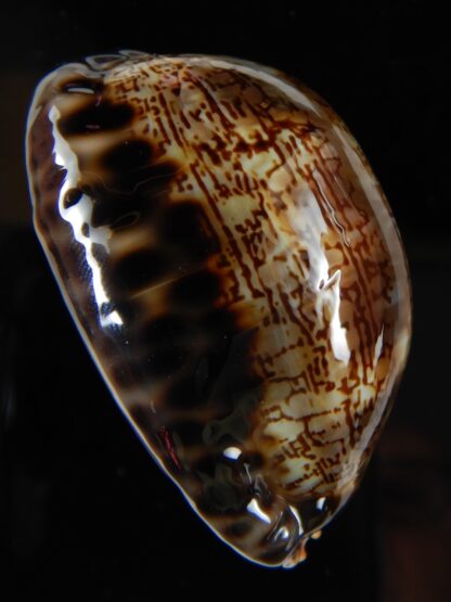 Mauritia arabica arabica 52,63 mm Gem -54149