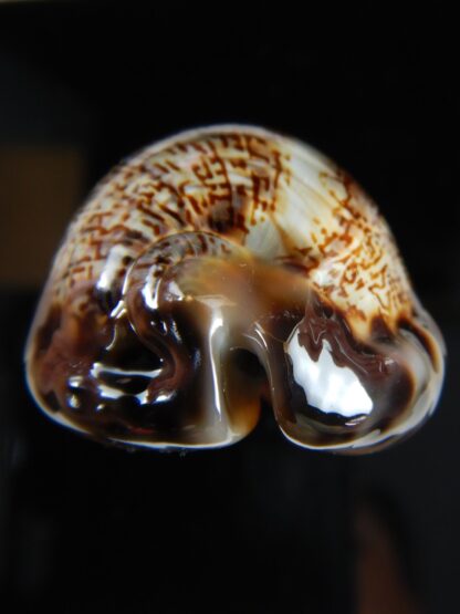 Mauritia arabica arabica 52,63 mm Gem -54148