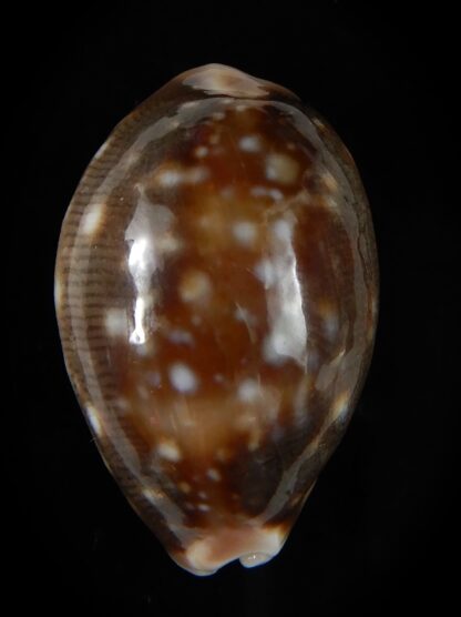 Lyncina vitellus orcina 33,92 mm Gem-54035