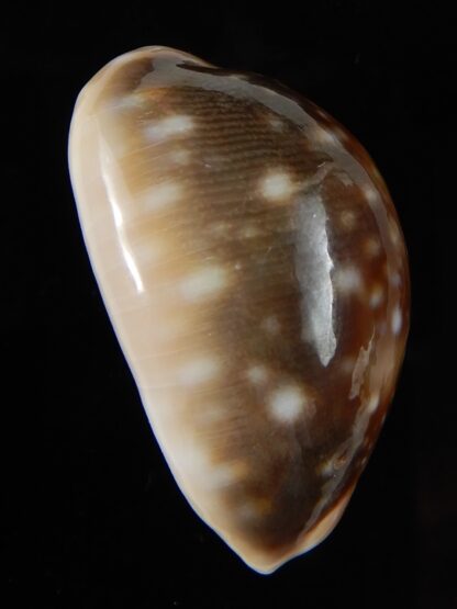 Lyncina vitellus orcina 33,92 mm Gem-54039