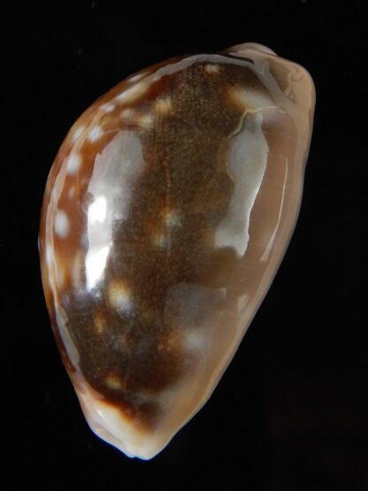 Lyncina vitellus orcina 33,92 mm Gem-54041