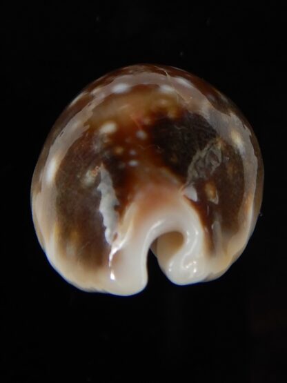 Lyncina vitellus orcina 33,92 mm Gem-54037