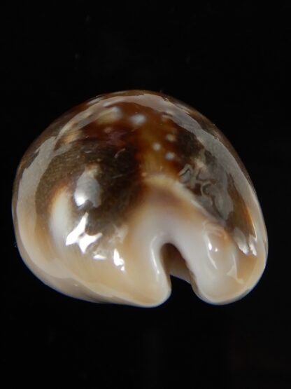 Lyncina vitellus orcina 33,92 mm Gem-54040