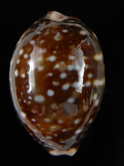 Lyncina vitellus orcina 38,79 mm Gem-54091