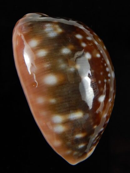 Lyncina vitellus orcina 38,79 mm Gem-54096