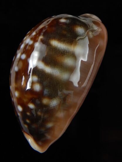 Lyncina vitellus orcina 38,79 mm Gem-54094