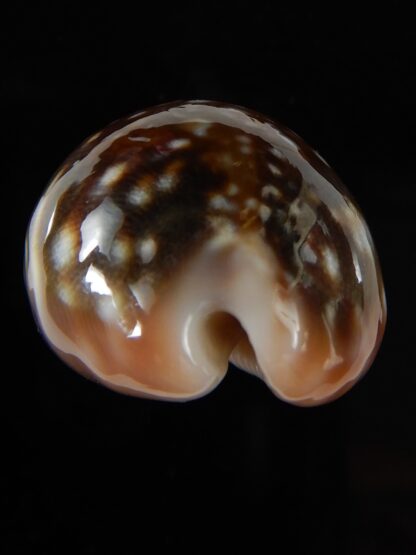 Lyncina vitellus orcina 38,79 mm Gem-54093