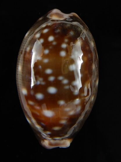 Lyncina vitellus orcina 37,76 mm Gem-54077