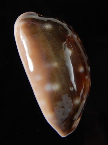 Lyncina vitellus orcina 37,76 mm Gem-54082