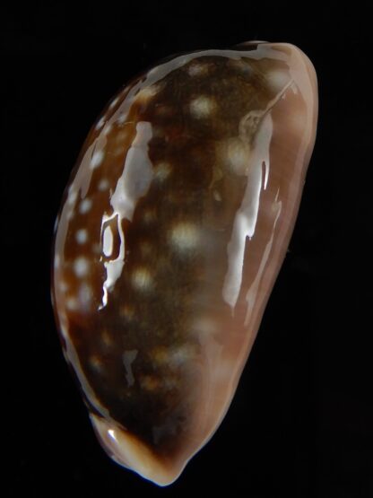 Lyncina vitellus orcina 37,76 mm Gem-54081