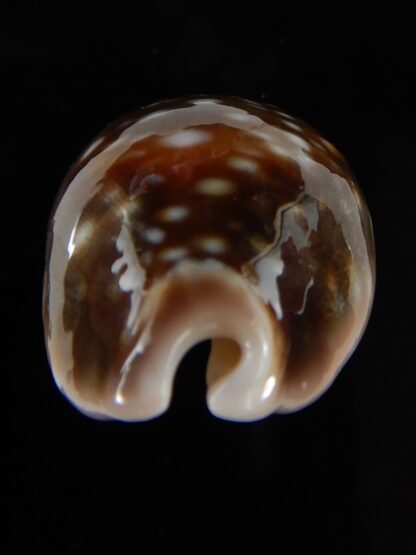 Lyncina vitellus orcina 37,76 mm Gem-54083