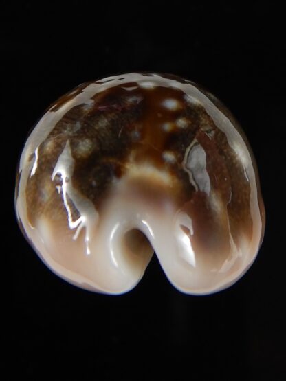 Lyncina vitellus orcina 37,76 mm Gem-54078