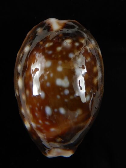 Lyncina vitellus orcina 36,92 mm Gem-54049