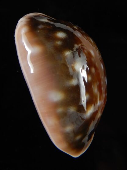 Lyncina vitellus orcina 36,92 mm Gem-54053