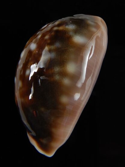 Lyncina vitellus orcina 36,92 mm Gem-54051