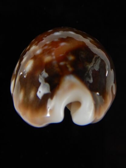 Lyncina vitellus orcina 36,92 mm Gem-54055