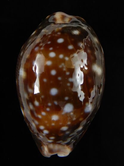 Lyncina vitellus orcina 37,25 mm Gem-54063