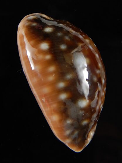 Lyncina vitellus orcina 37,25 mm Gem-54069