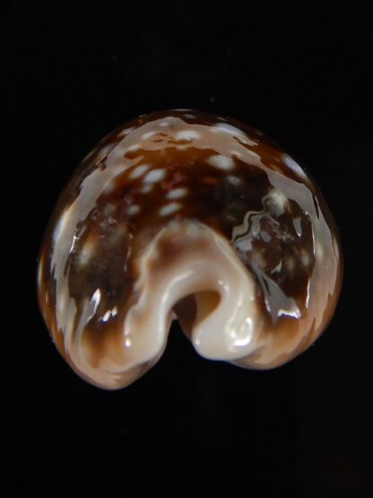 Lyncina vitellus orcina 37,25 mm Gem-54067