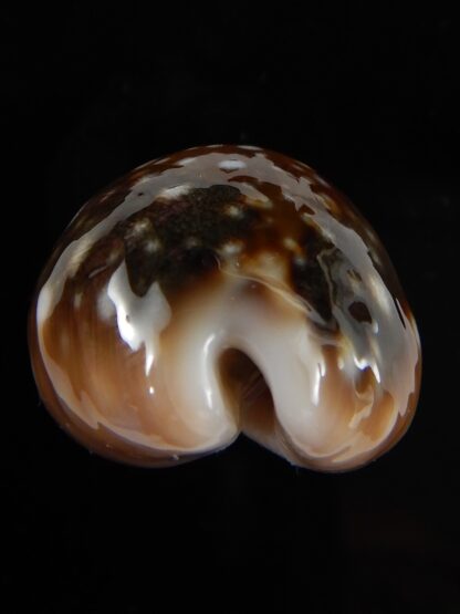 Lyncina vitellus orcina 37,25 mm Gem-54066