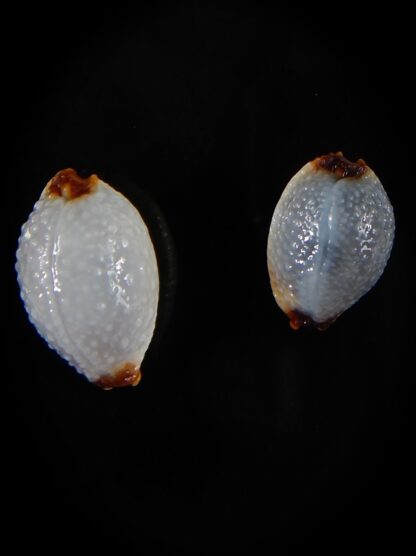 Staphylaea staphylaea consobrina 17,17 / 14,49 mm Gem-54117