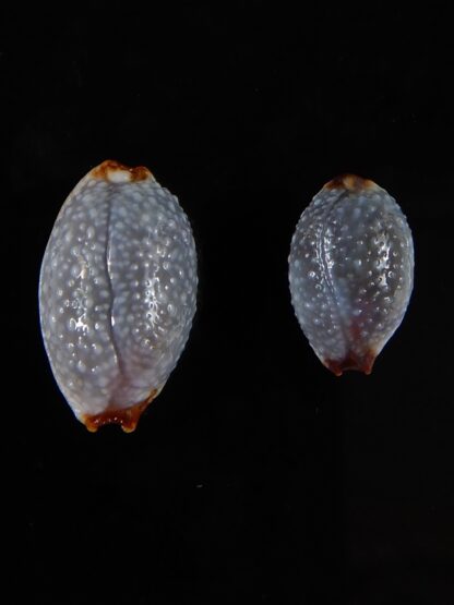 Staphylaea staphylaea consobrina 18,60 / 13,75 mm Gem-54103