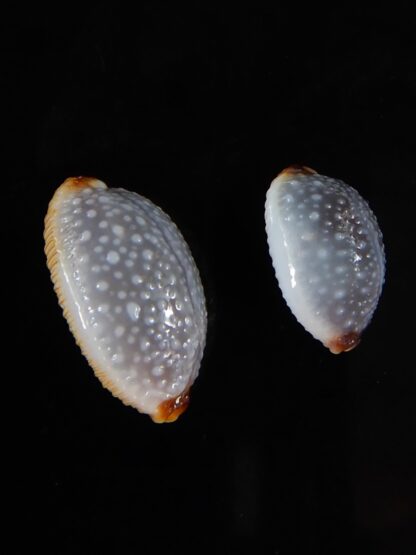 Staphylaea staphylaea consobrina 18,60 / 13,75 mm Gem-54106