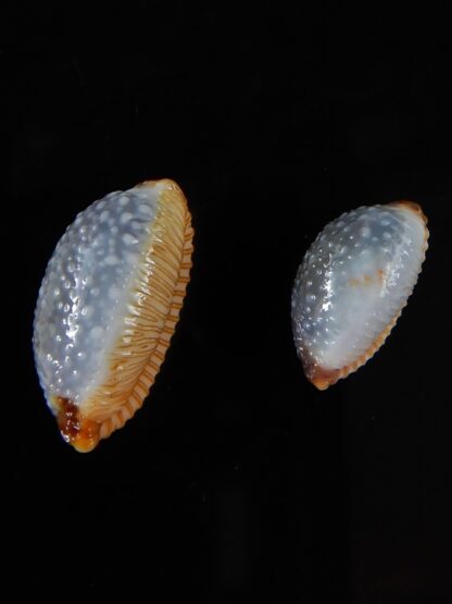 Staphylaea staphylaea consobrina 18,60 / 13,75 mm Gem-54109