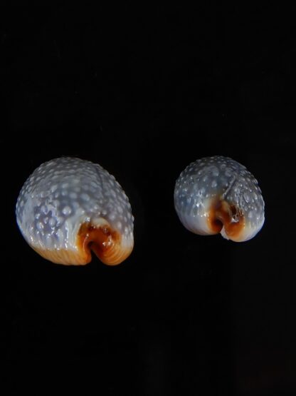 Staphylaea staphylaea consobrina 18,60 / 13,75 mm Gem-54104